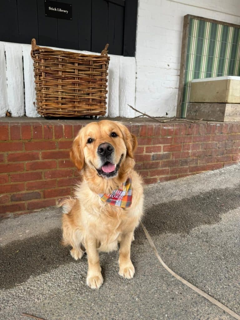 Cover Image for The White Horse welcomes the dogs of Dorking