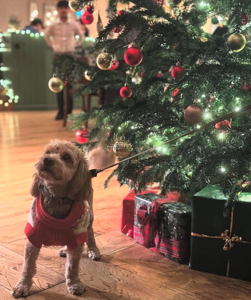 heartwood-inns-christmas-dog