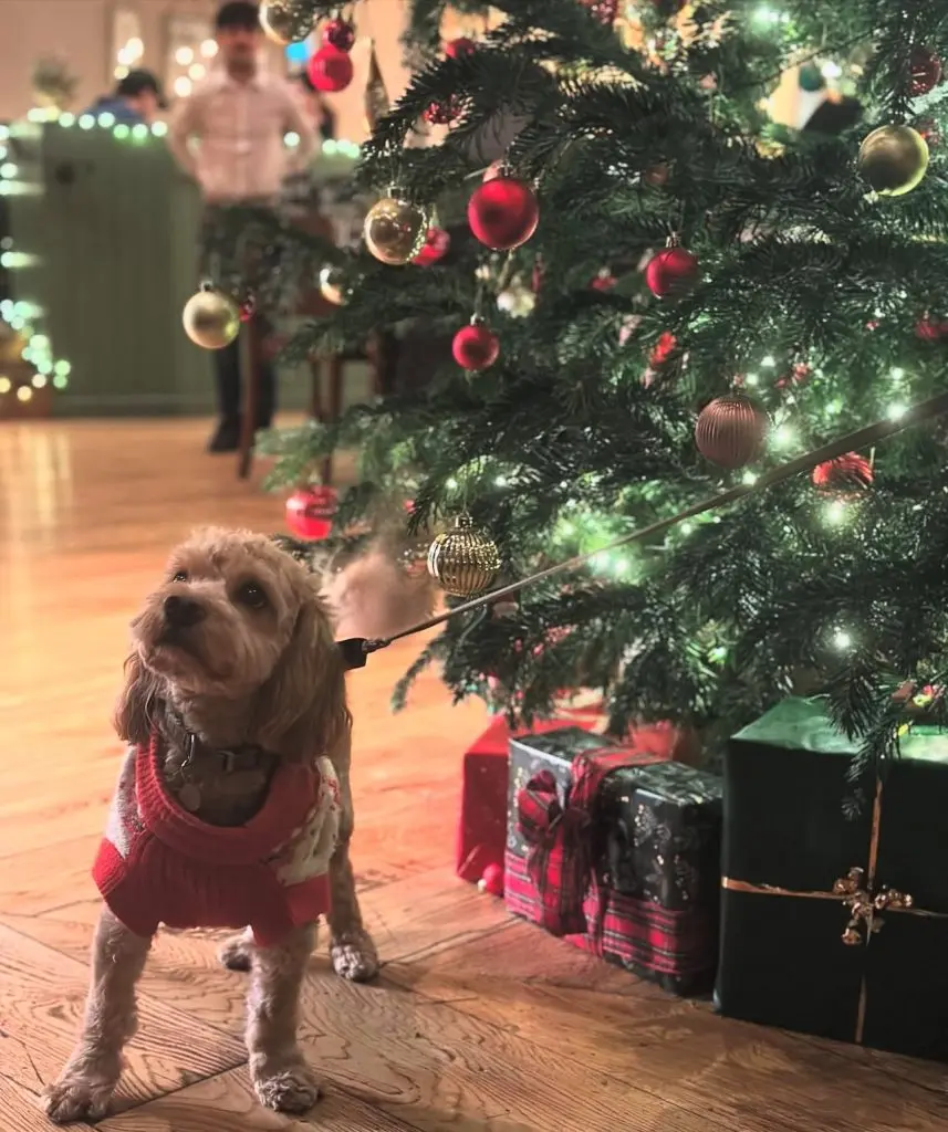 Cover Image for Your Cosy Christmas Escape at The White Horse